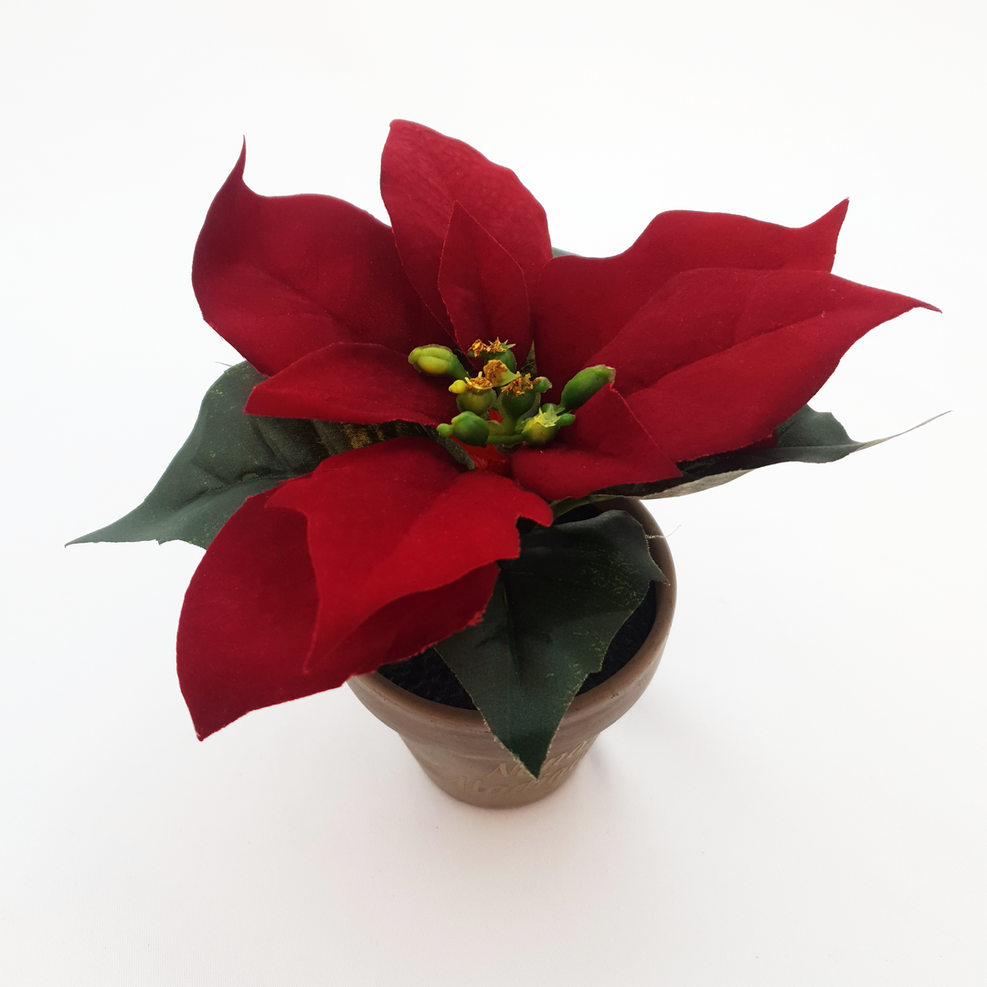 Poinsettia Christmas Flower with Personalised Pot - Small 17cm