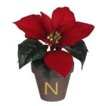 Poinsettia Christmas Flower with Personalised Pot - Small 17cm - WowWee.ie Personalised Gifts