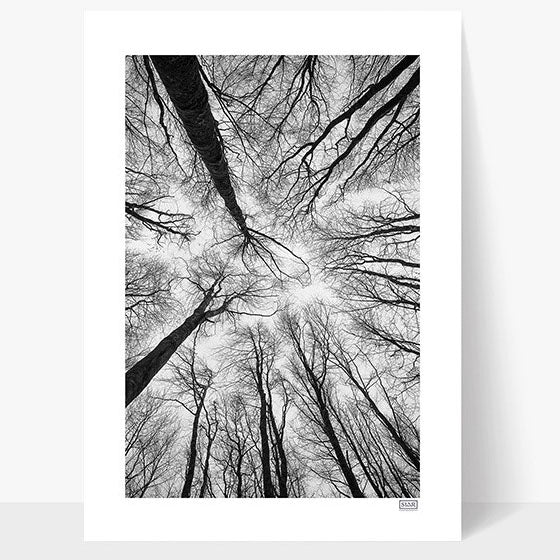 Meaning of Life - Irish Forest - Specialised Print